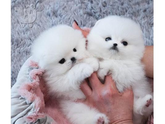 PoulaTo: Πωλούνται κουτάβια Pomeranian